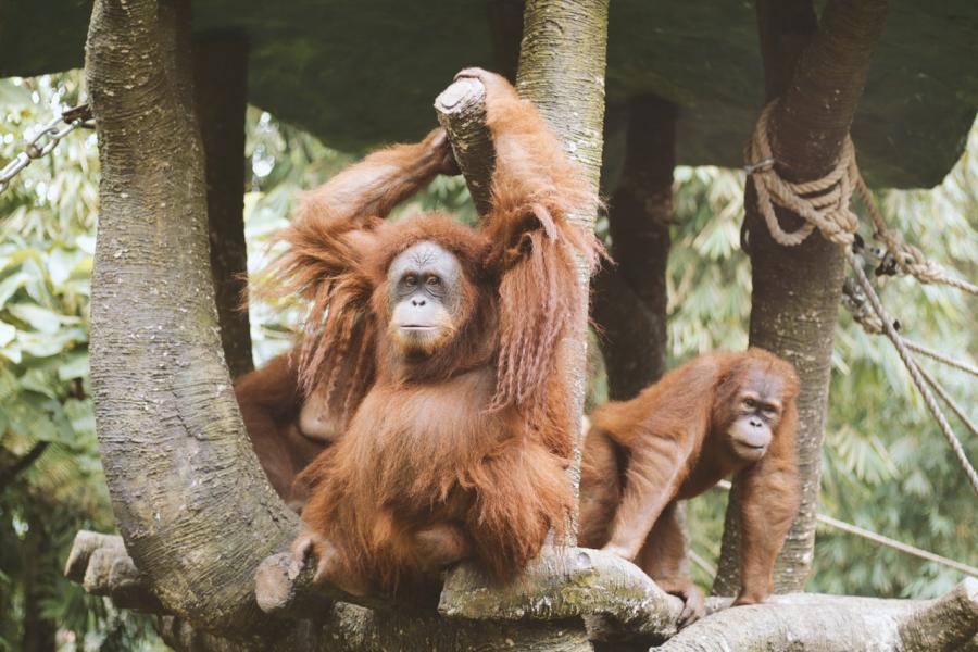 Zoo